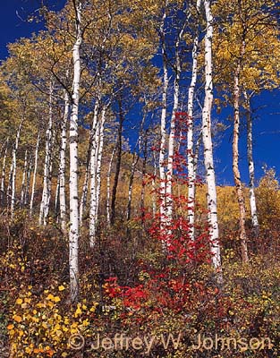 Aspens with Red
