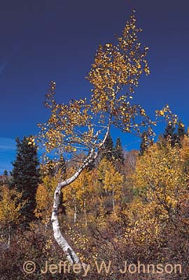 Crooked Aspen