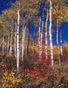 Aspens with Red