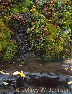Stream Detail 3