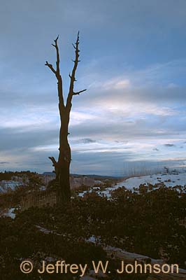 Bryce Lone Tree N