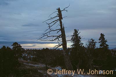 Bryce Tree Sunset N