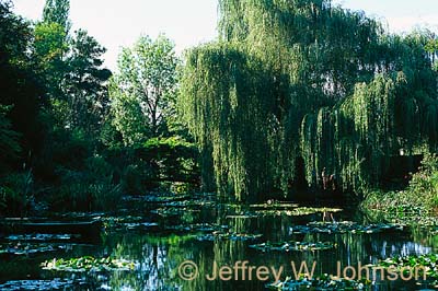 FR Lilly Pond