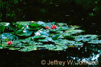 FR Water Lilly 2