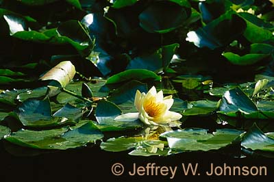 FR Water Lilly
