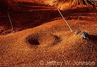 Powell Ant Hill 0901