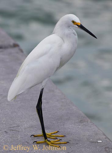 Egret 1078