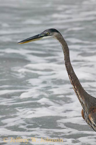 Heron 1046