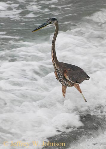 Heron 1047