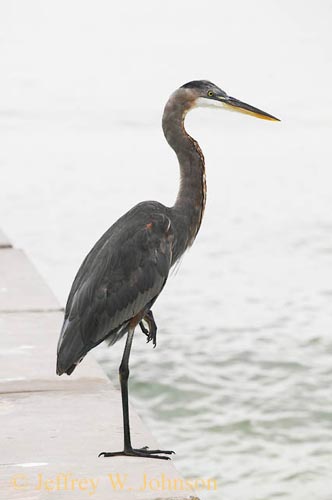 Heron 1077