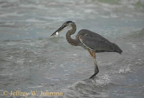 Heron with Fish 1082