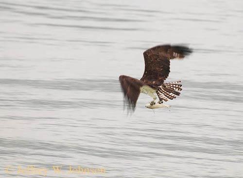 Osprey with Fish 1057