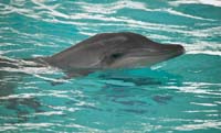 Dolphin Blowing 1236