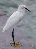 Egret 1078