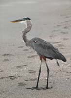 Heron 1007
