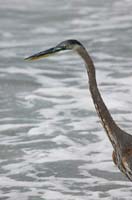 Heron 1046