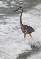 Heron 1047