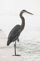 Heron 1077