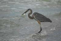 Heron with Fish 1082