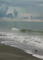 Stormy Surf with Birds 1062