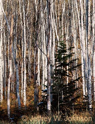 Park City Aspens 10 2001