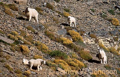 Mt Goats 1