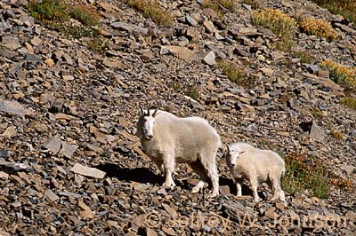 Mt Goats 2