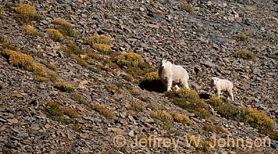 Mt Goats 3