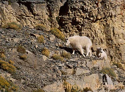 Mt Goats 4