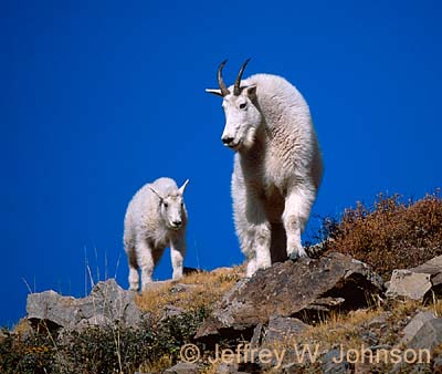 Mt Goats 5