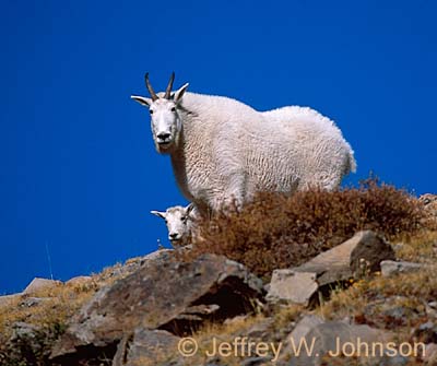 Mt Goats 6