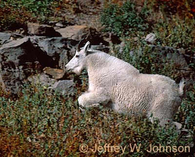 Mt Goats 8