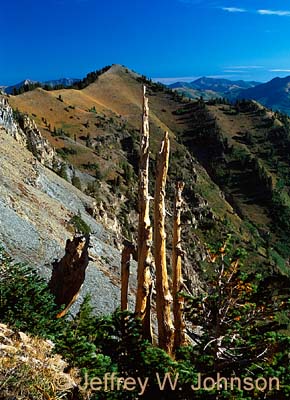 Timp 3 Trees 09022002 120