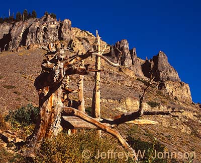 Timp Dead Tree 1 090202 120