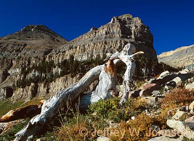 Timp Dead Tree 2 090202 120