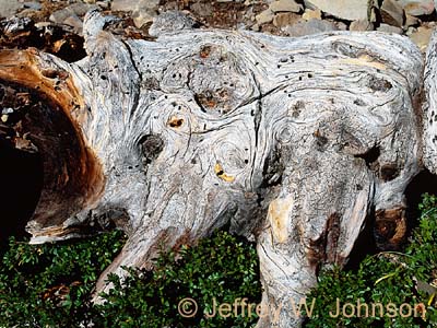 Timp Tree Stump 09022002 120