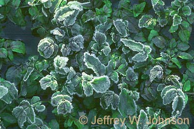Frozen Plants 1