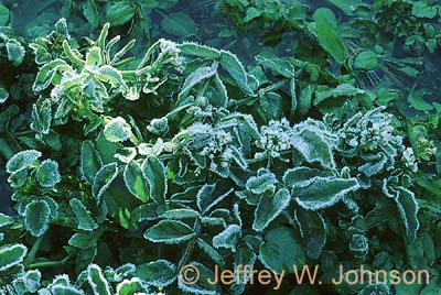 Frozen Plants 2