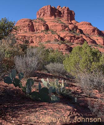 Bell Rock Cactus