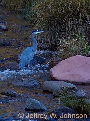 Blue Heron