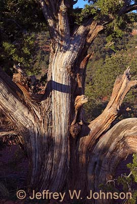 Sunrise Tree