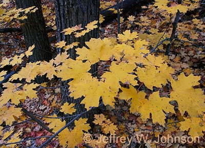 West Fork Leaves