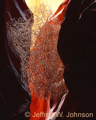 Burning Bush 8