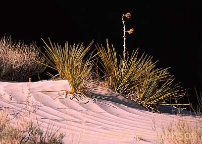 Little Dune 1