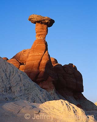 The Toadstool Detail