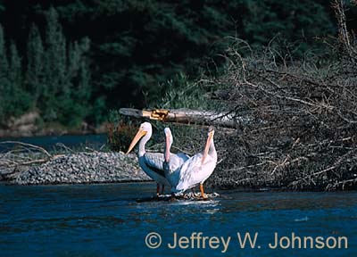 3 Pelicans 08 2002 35