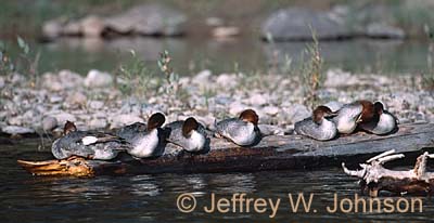 Ducks in a Row 08 2002