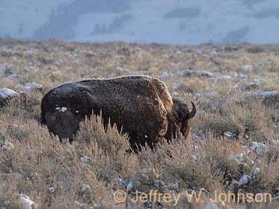Bison