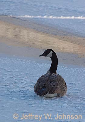 Christmas Goose