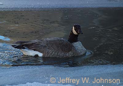 Cold Goose